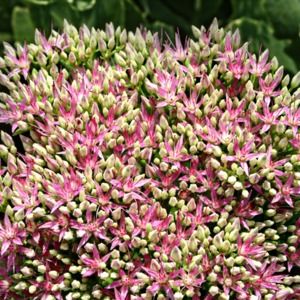 Meet your Posher, Bianca